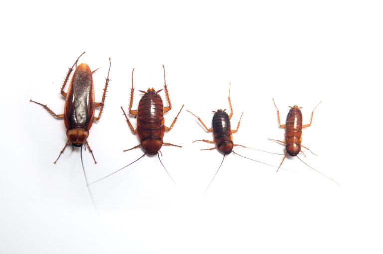 What Do Baby Roaches Look Like Rove Pest Control   Canstockphoto15787451 768x510 