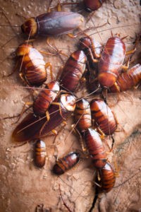 Do Roaches Bite? - Rove Pest Control