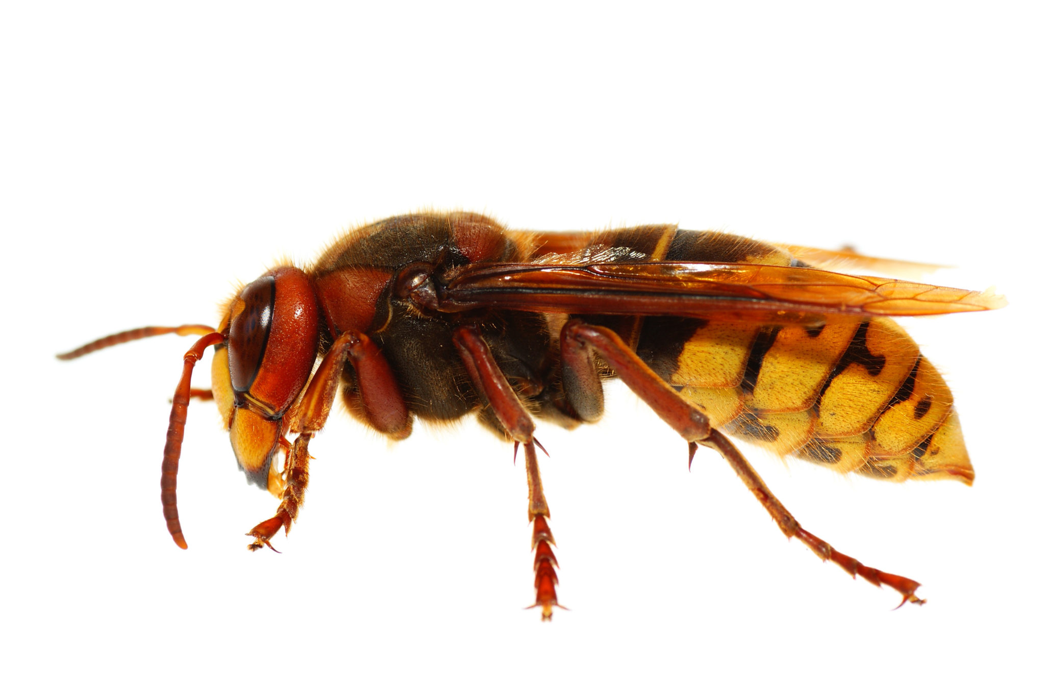 Wasps vs. Hornets: Rove Pest Control