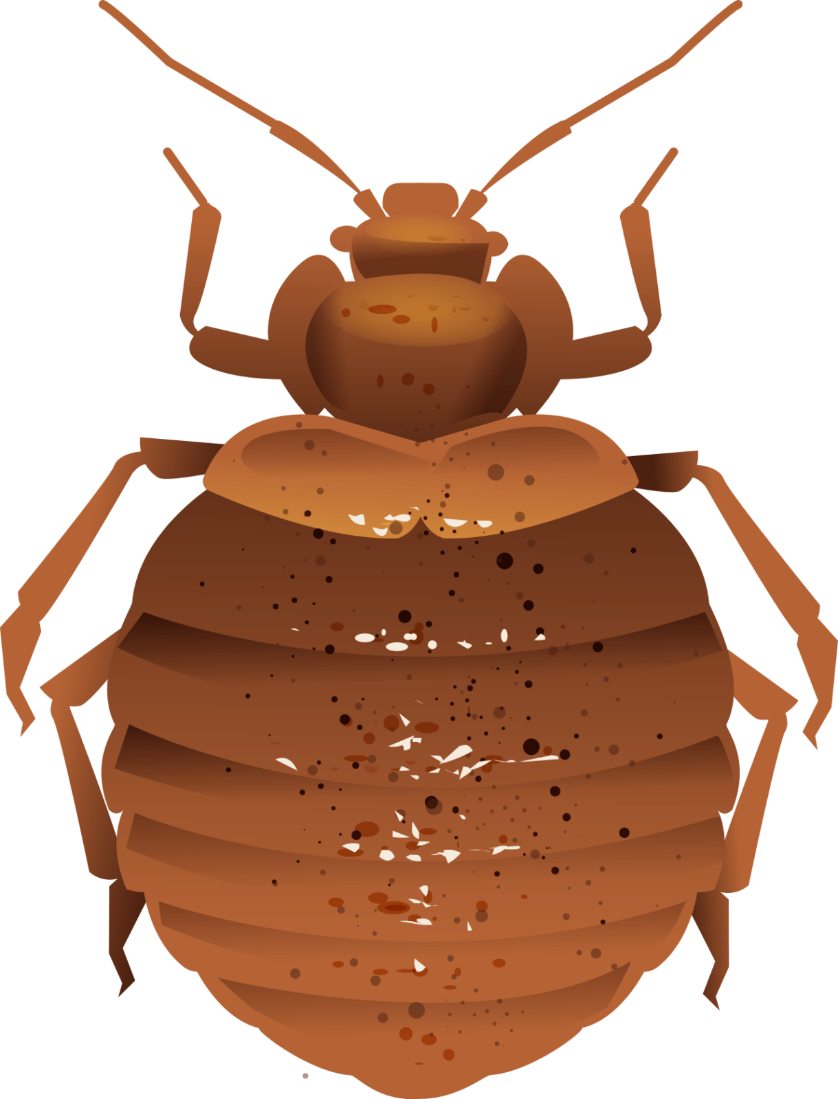 Detroit Bed Bug Control - Rove Pest Control