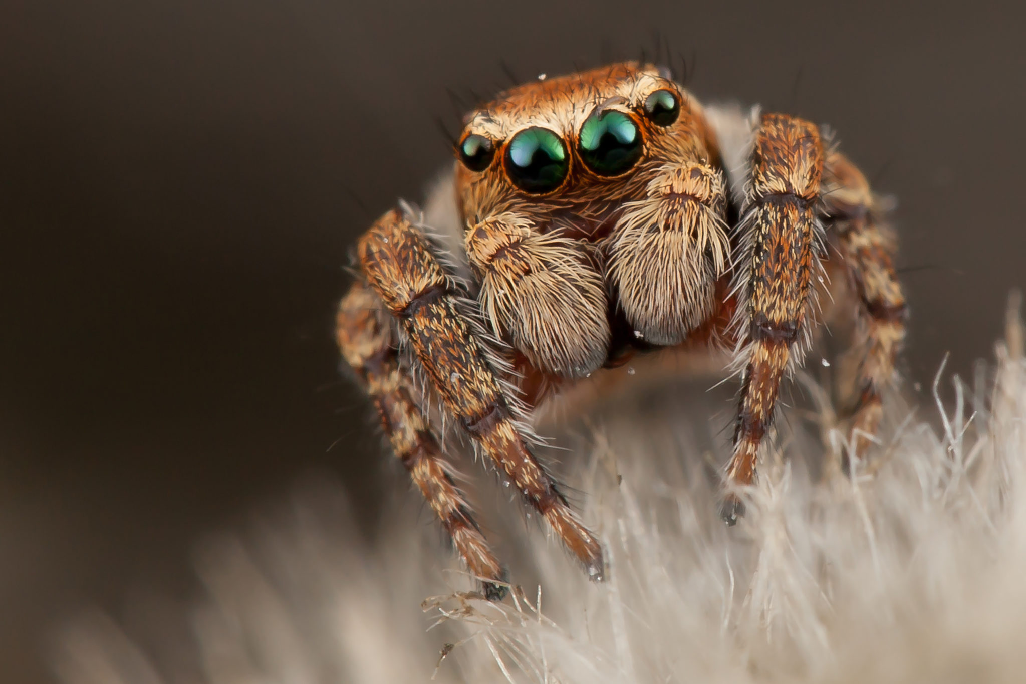 jumping spiders